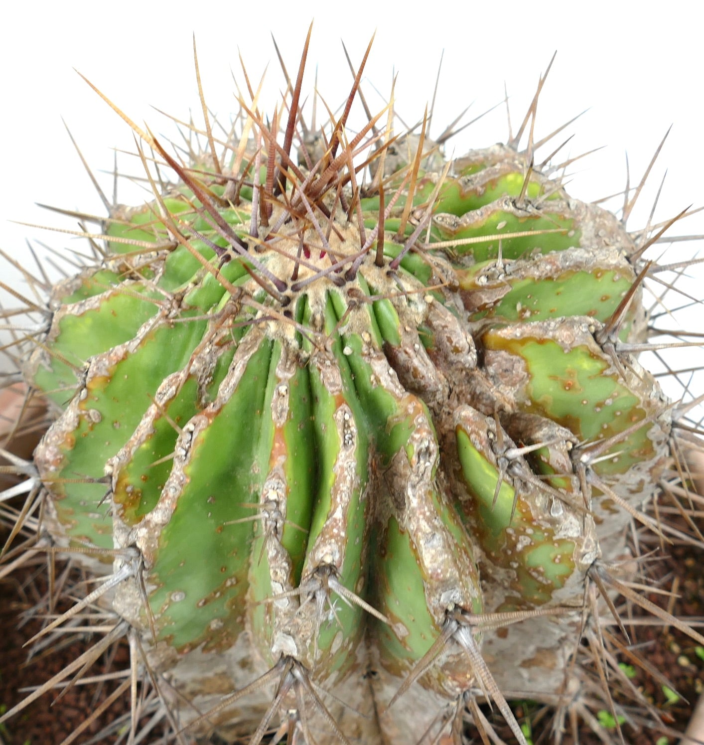 Echinocactus grandis succulent cactus with thick spines and textured green ribbed body