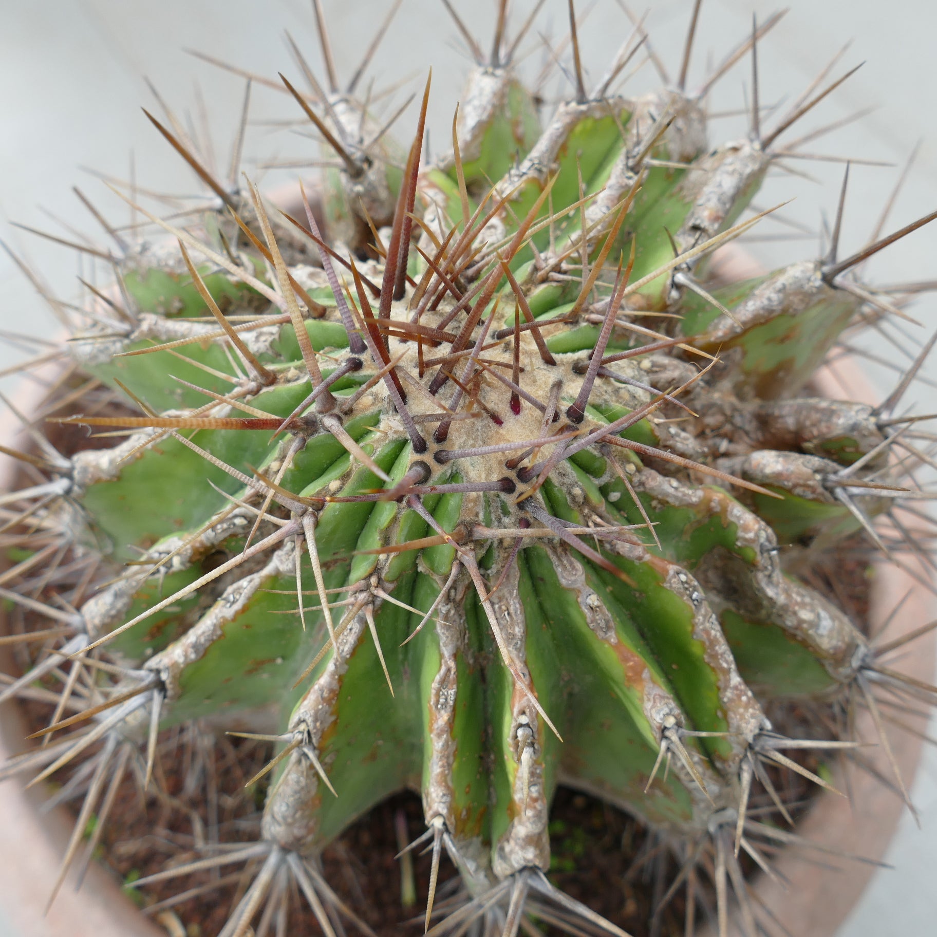 Echinocactus grandis succulent cactus with thick green ribs and long sharp brown spines