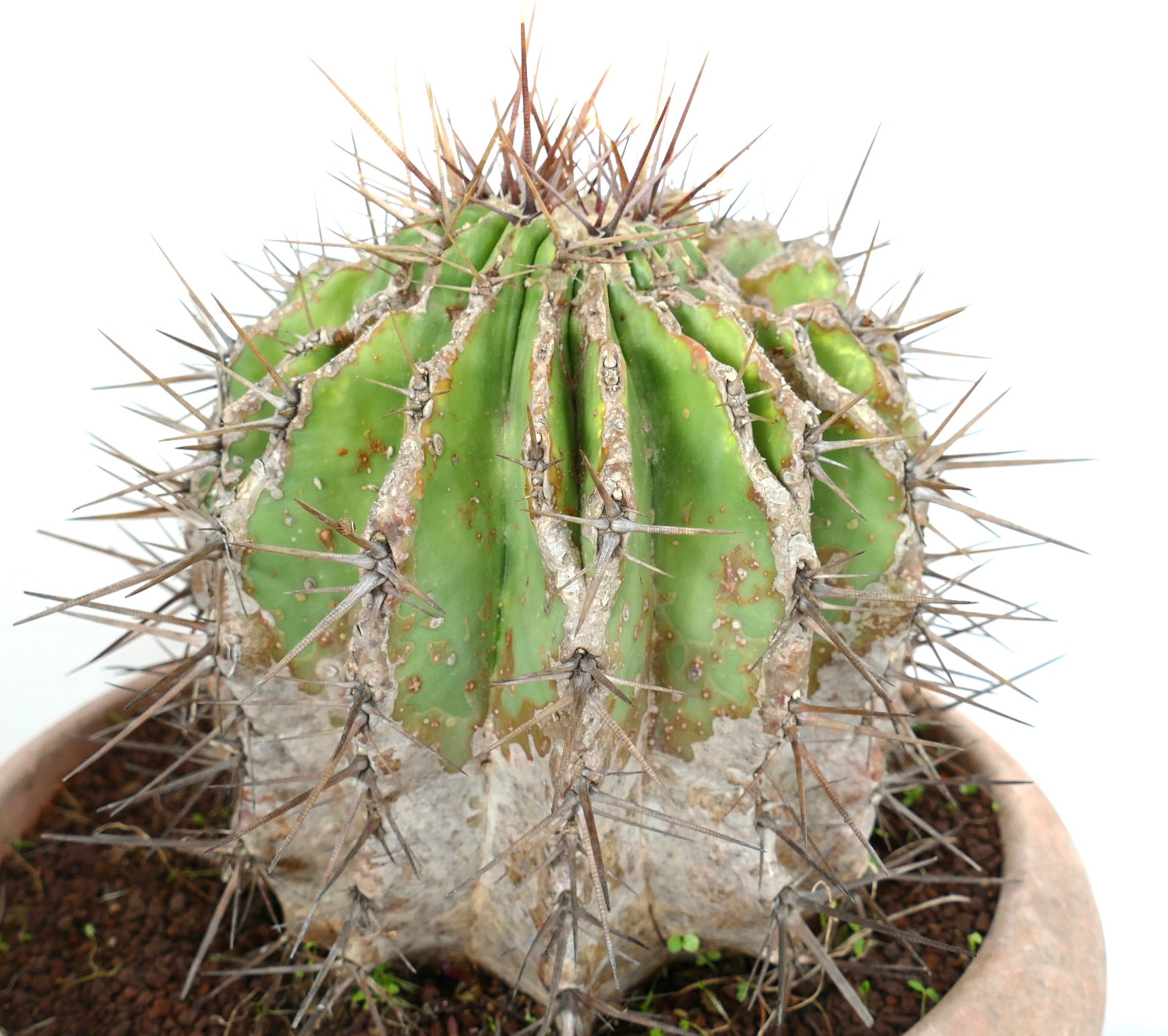 Echinocactus grandis succulent cactus with thick spines and aged textured apex in pot