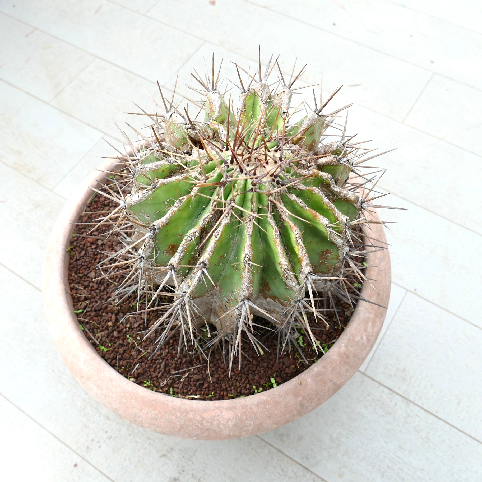 Echinocactus grandis succulent cactus with thick ribs and long sharp spines in terracotta pot