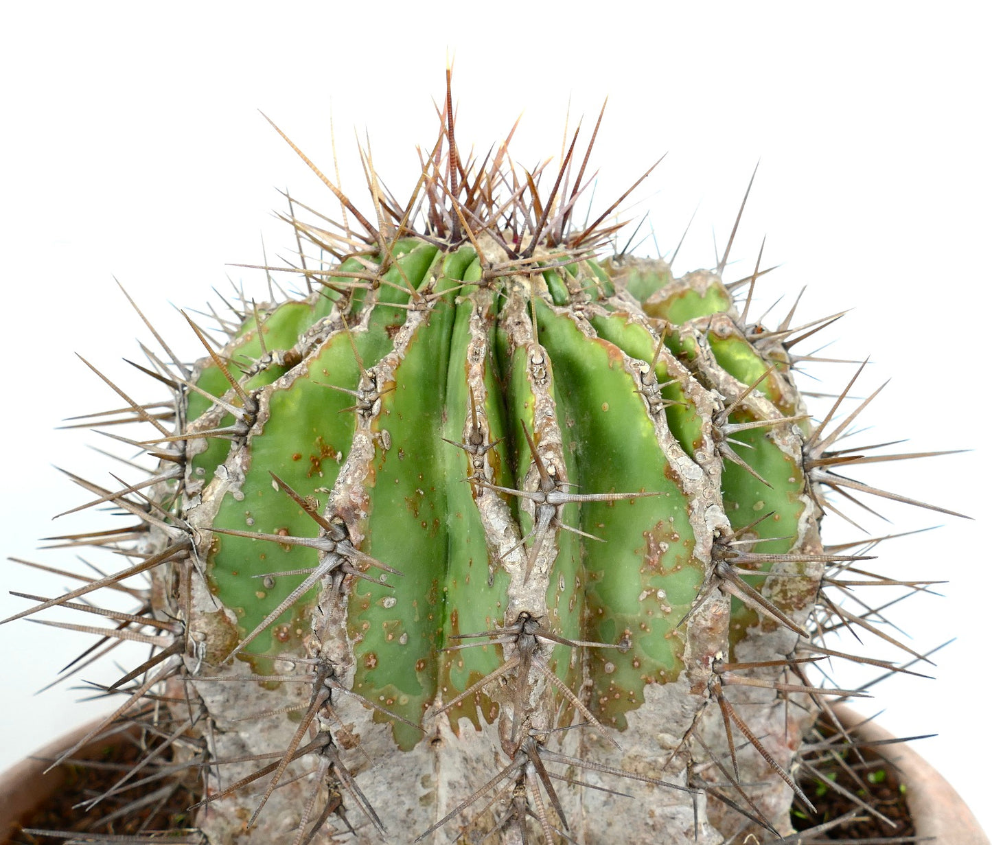 Echinocactus grandis succulent cactus with thick ribs and long sharp brown spines