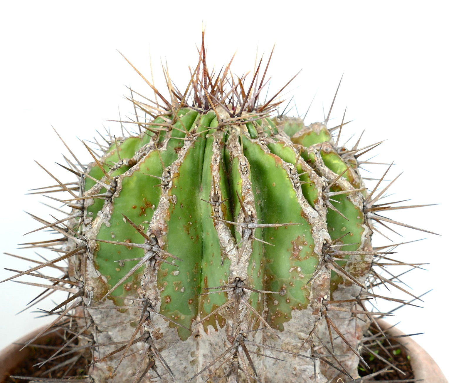 Echinocactus grandis succulent cactus with thick ribs and long sharp brown spines