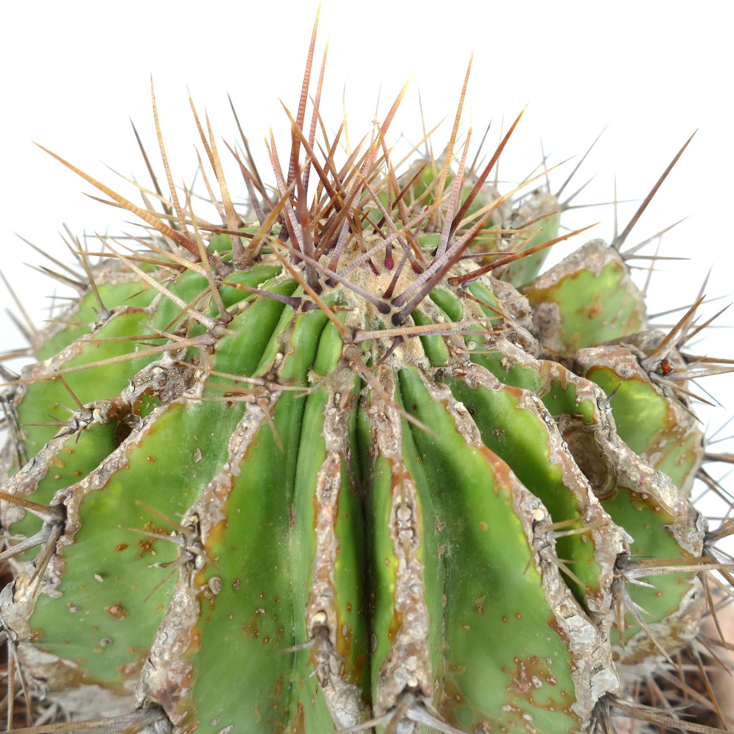 Echinocactus grandis succulent cactus with thick ribs and long brown spines close-up