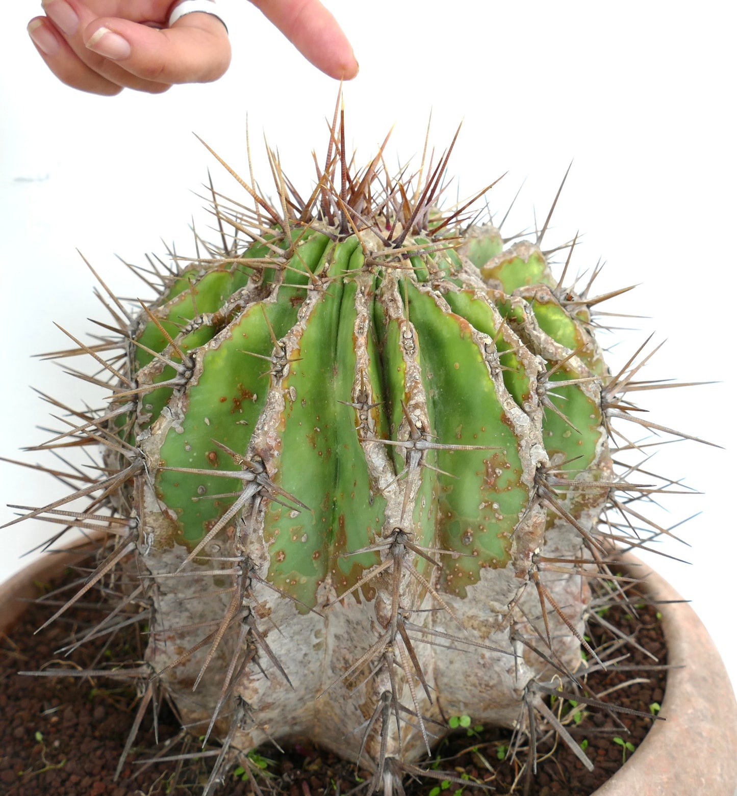 Echinocactus grandis succulent cactus with thick spines and aged textured stem specimen