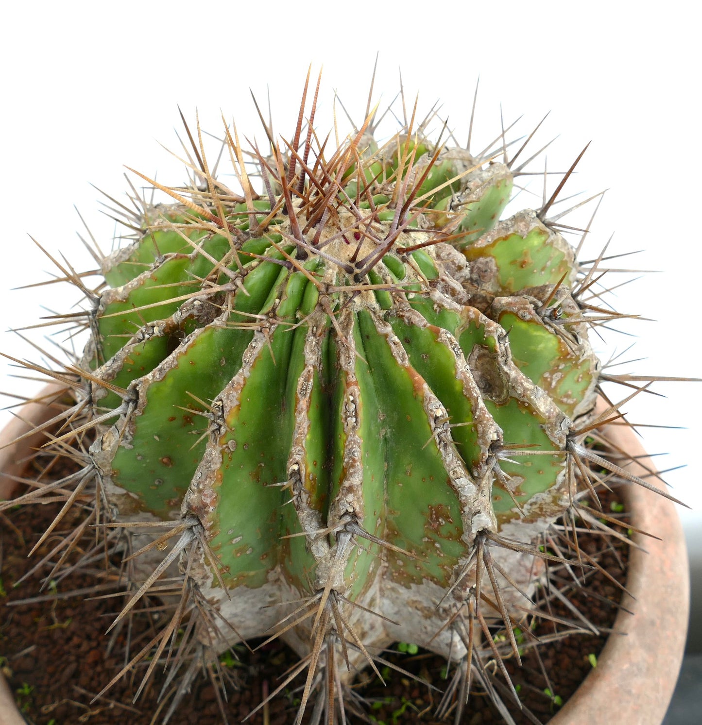 Echinocactus grandis succulent cactus with thick spines and aged textured apex in pot