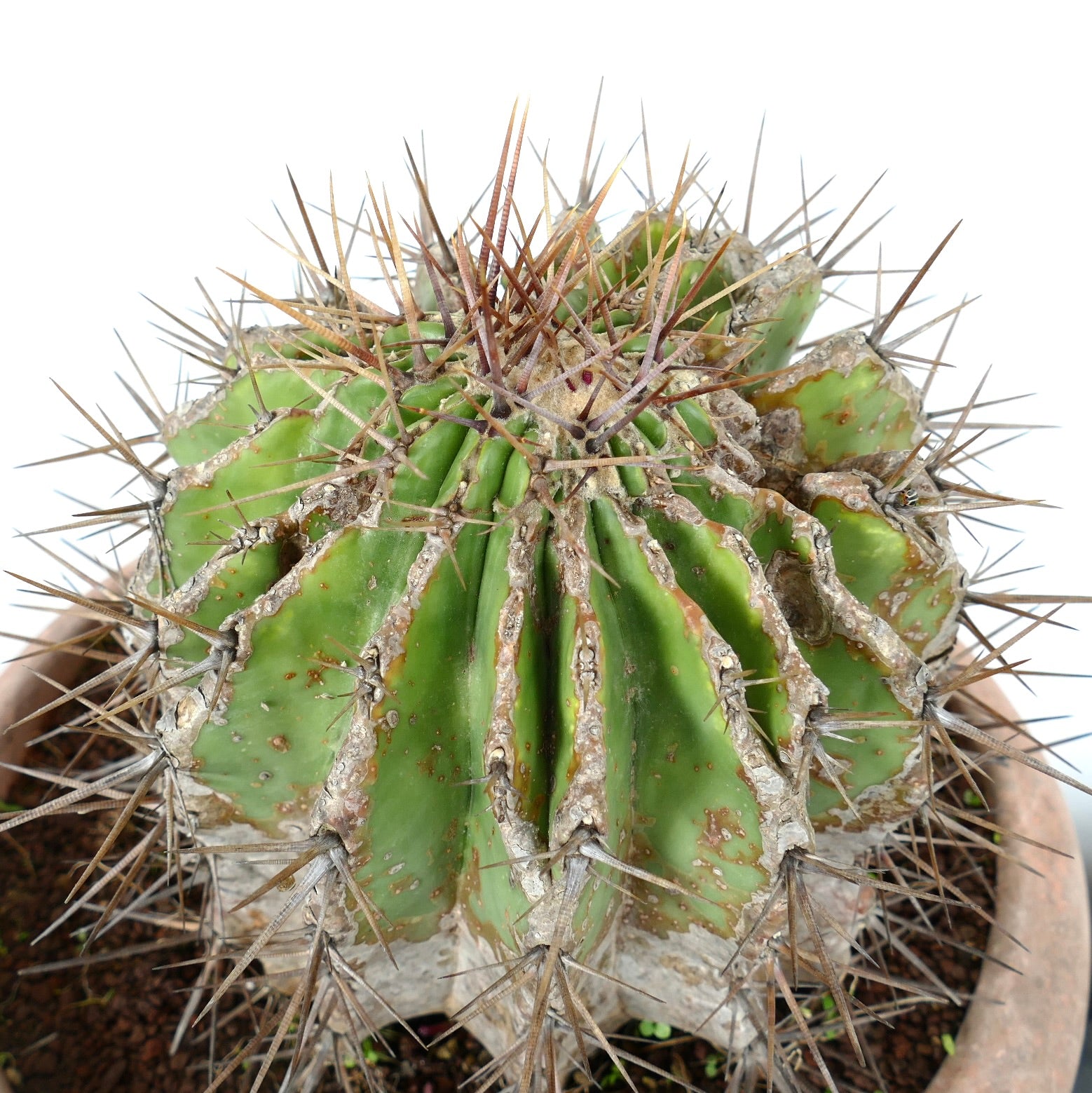 Echinocactus grandis succulent cactus with thick spines and aged textured green stem