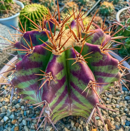 Echinocactus grandis rare cactus with vibrant purple and green ribbed body and sharp orange spines