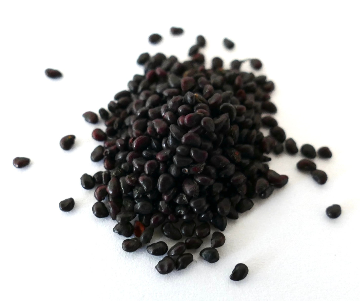 エキノカクタス・グランディス ダークブラウン サボテンの種子 白い背景のクローズアップ