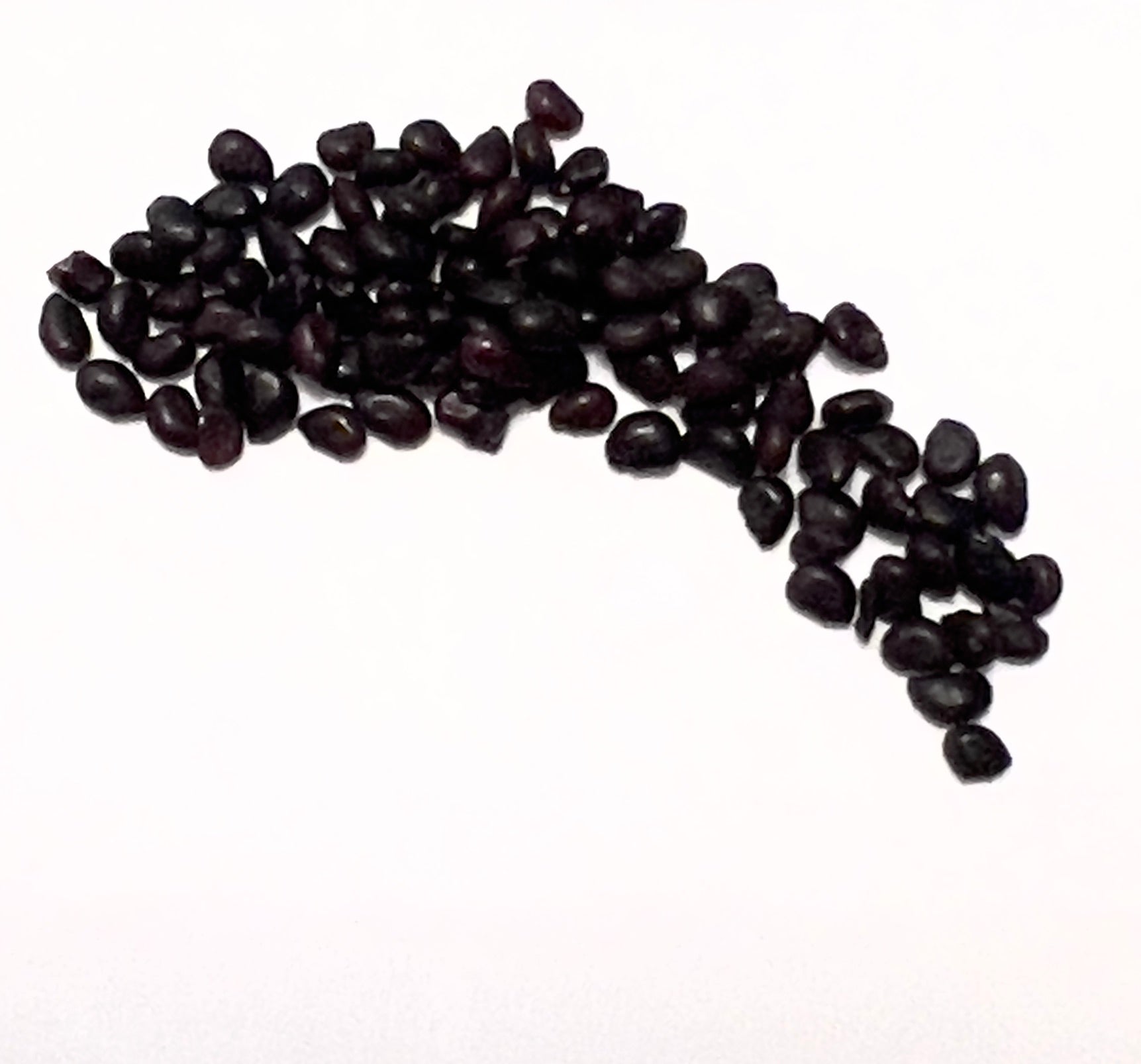 エキノカクタス・グランディス ダークブラウンのサボテン種子が白い背景に散らばっています