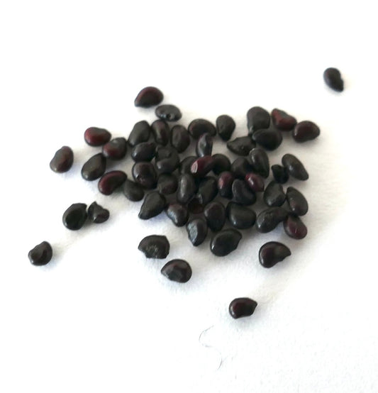 Echinocactus grandis small dark cactus seeds scattered on white background