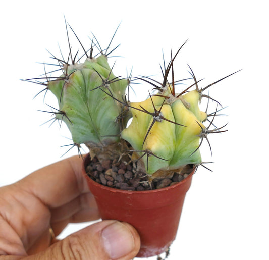 two young Echinocactus grandis in a small pot, one green and the other variegated yellow-green, both with strong dark spines