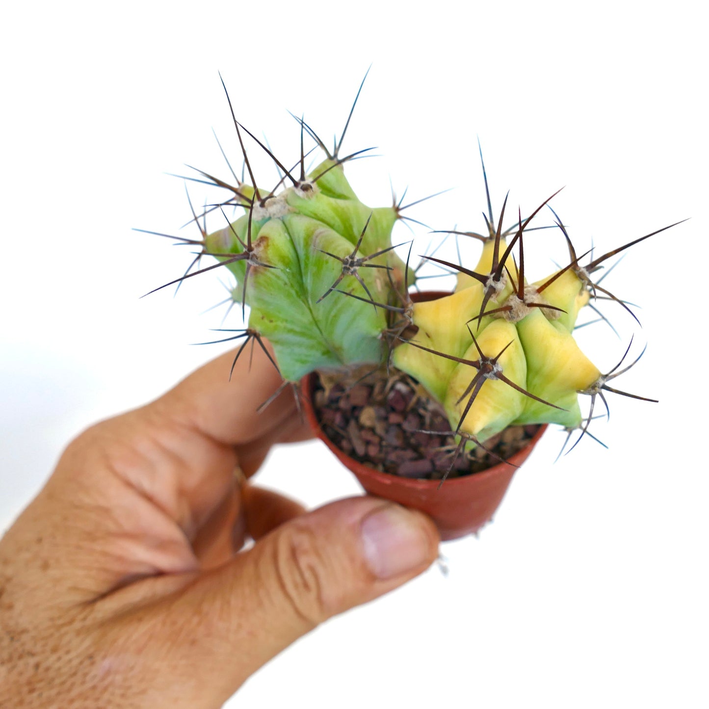 Vue de dessus de jeunes plants appariés d'Echinocactus grandis, montrant des tiges vertes contrastées et panachées avec des épines radiales acérées.
