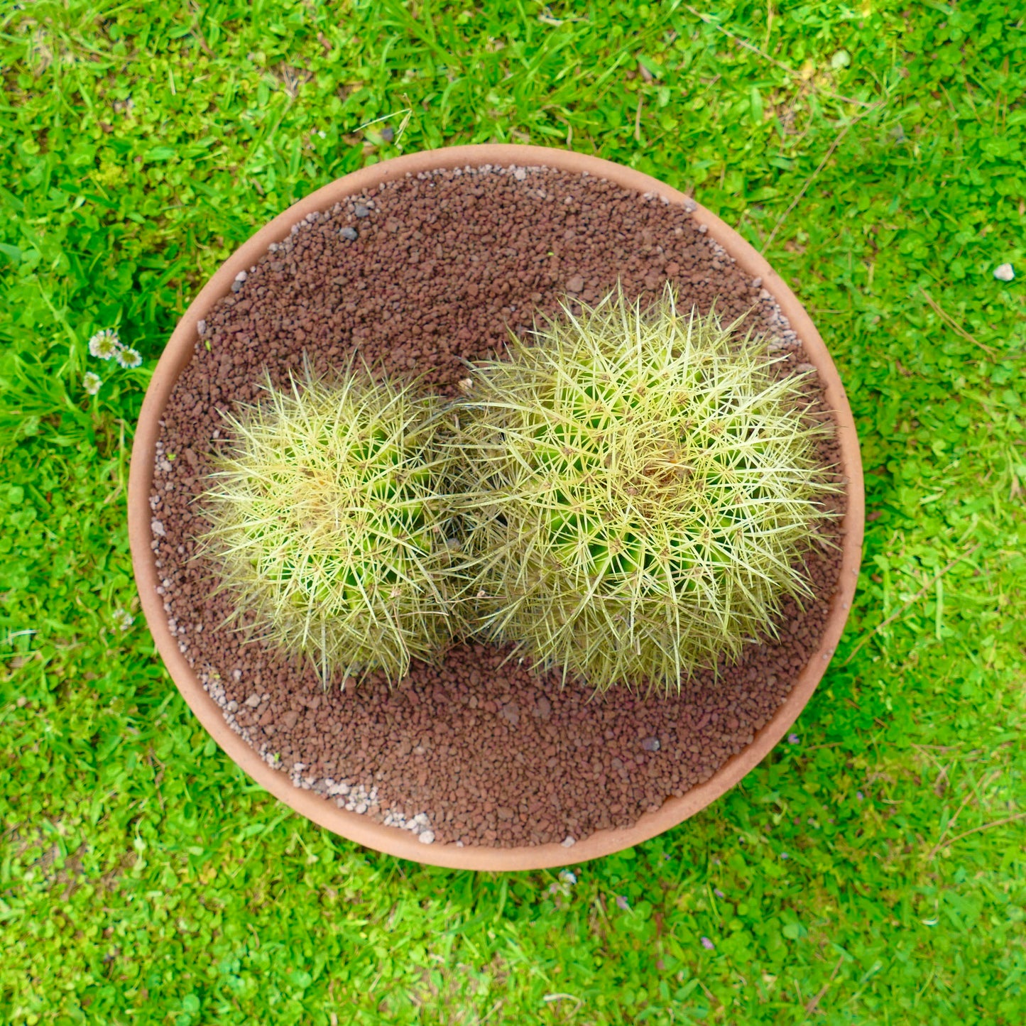 エキノカクタス・グルソニー 多肉植物のサボテン、鉢植えで丸い頭が2つあり、密集した黄色い棘が特徴