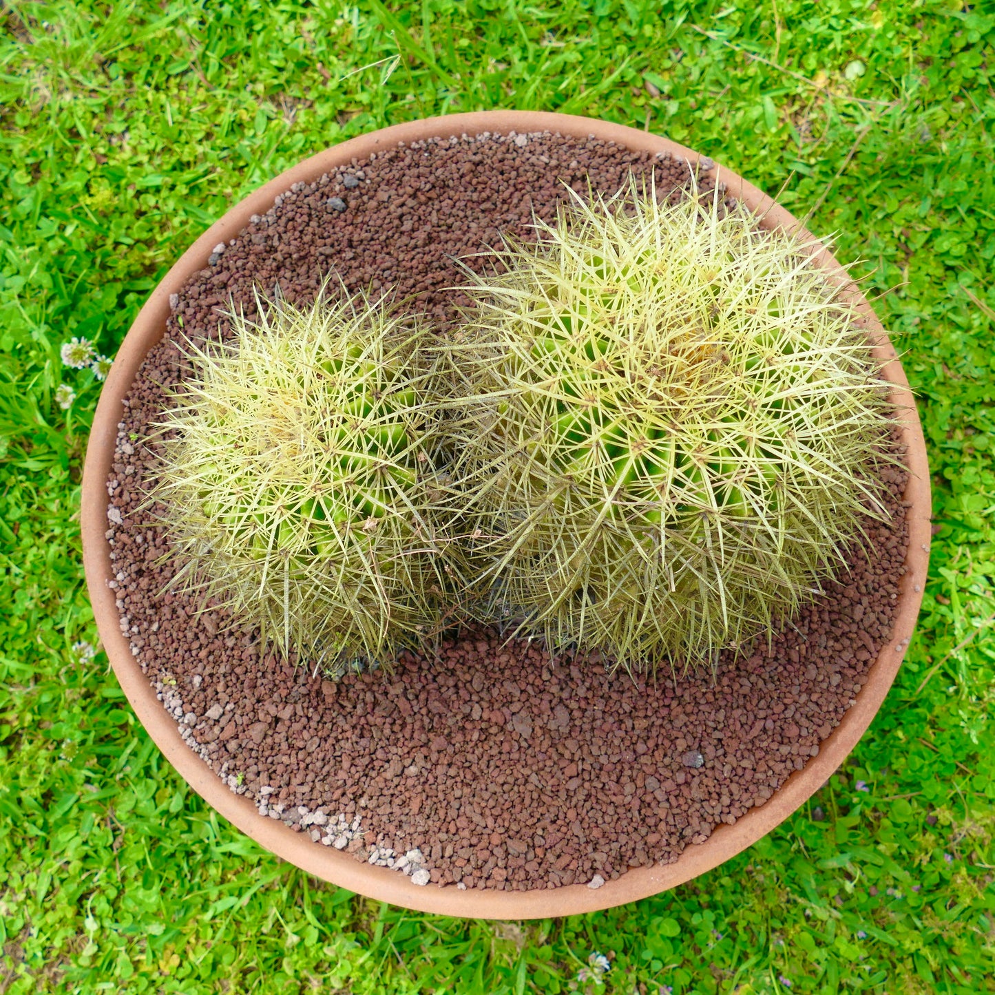 エキノカクタス・グルソニー 多肉植物 サボテン 密集した黄色いトゲ テラコッタ鉢入り