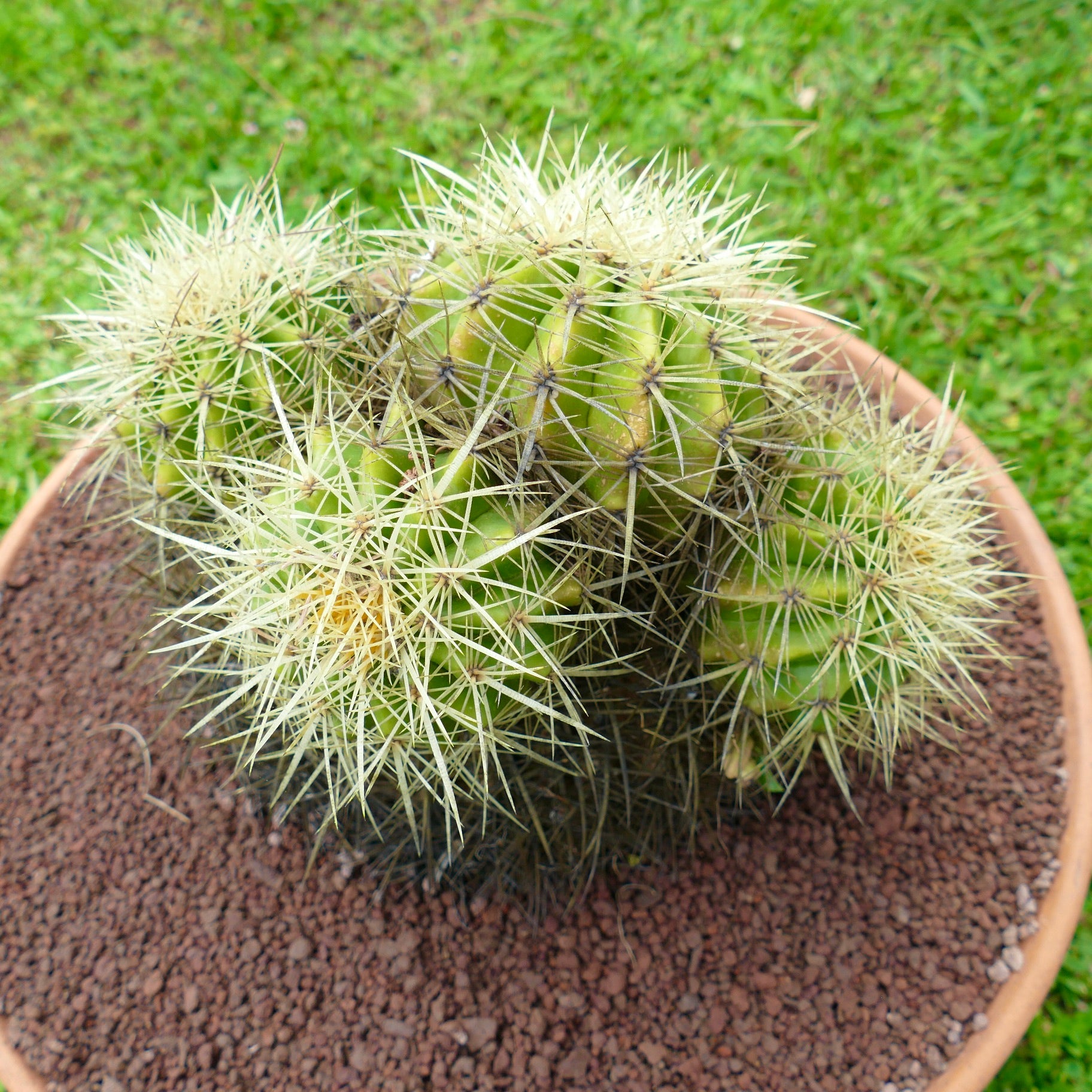 Echinocactus grusonii piggete grønne kaktusgruppe med fire hoder i terrakottapotte