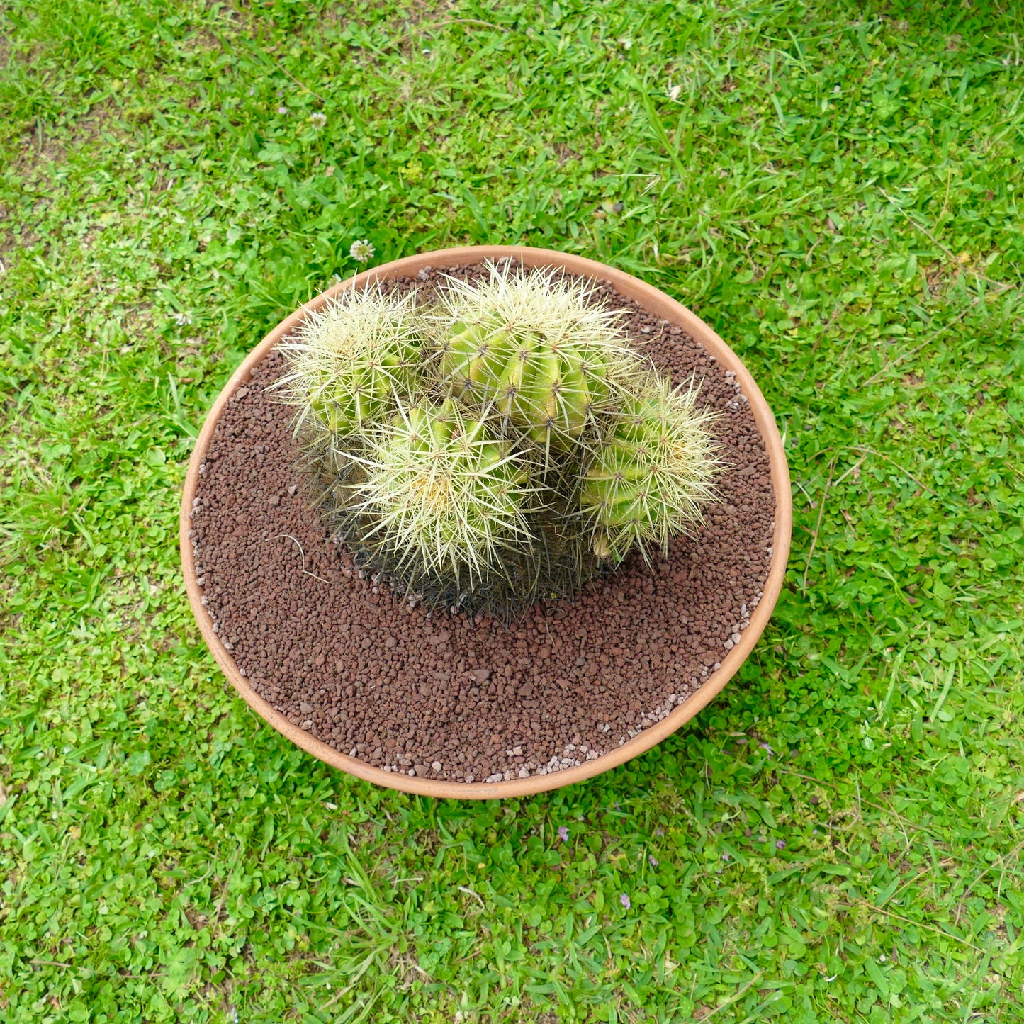 Echinocactus grusonii klynge med fire hoder og tette gule pigger i terrakottapotte
