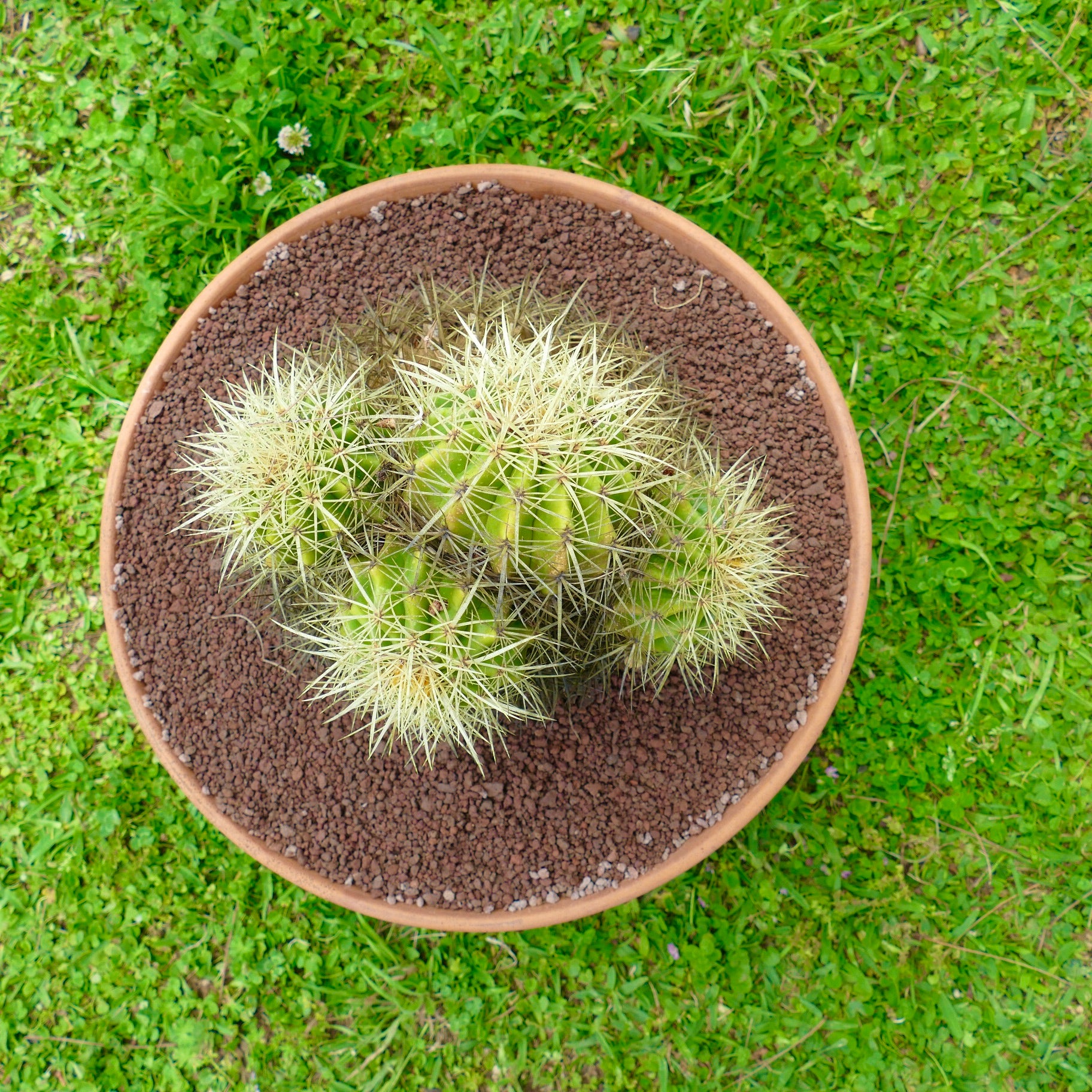 Echinocactus grusonii klynget kaktus med flere grønne topper og skarpe gule pigger i potte