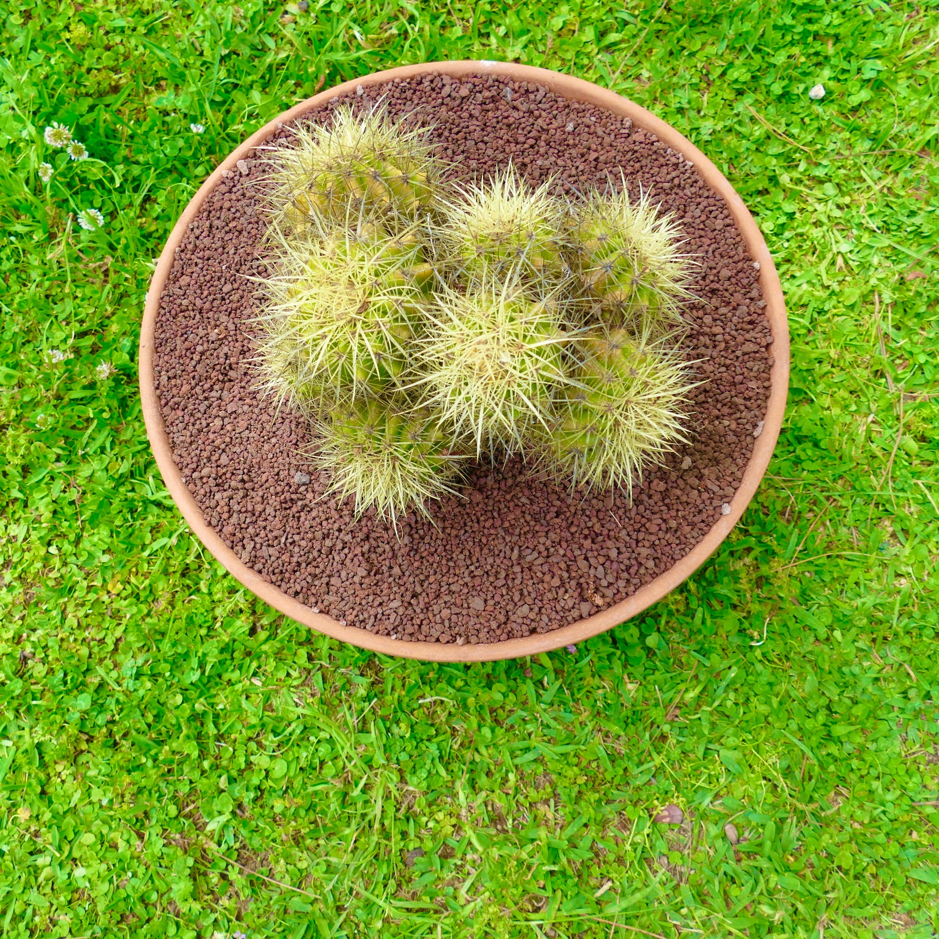 エキノカクタス・グルソニー 密集した黄色いトゲの丸い鉢のサボテンの群生