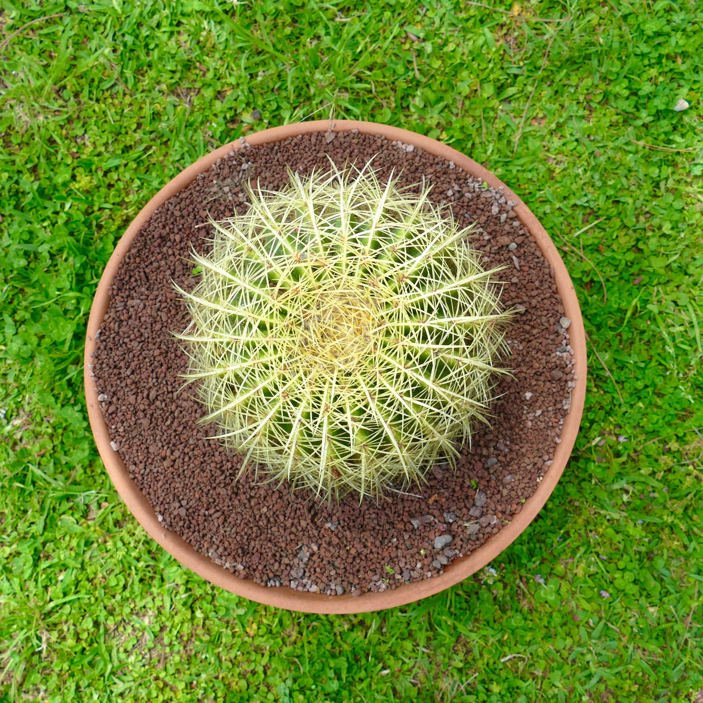 Echinocactus grusonii rund sukkulent kaktus med tette gule pigger i terrakottapotte