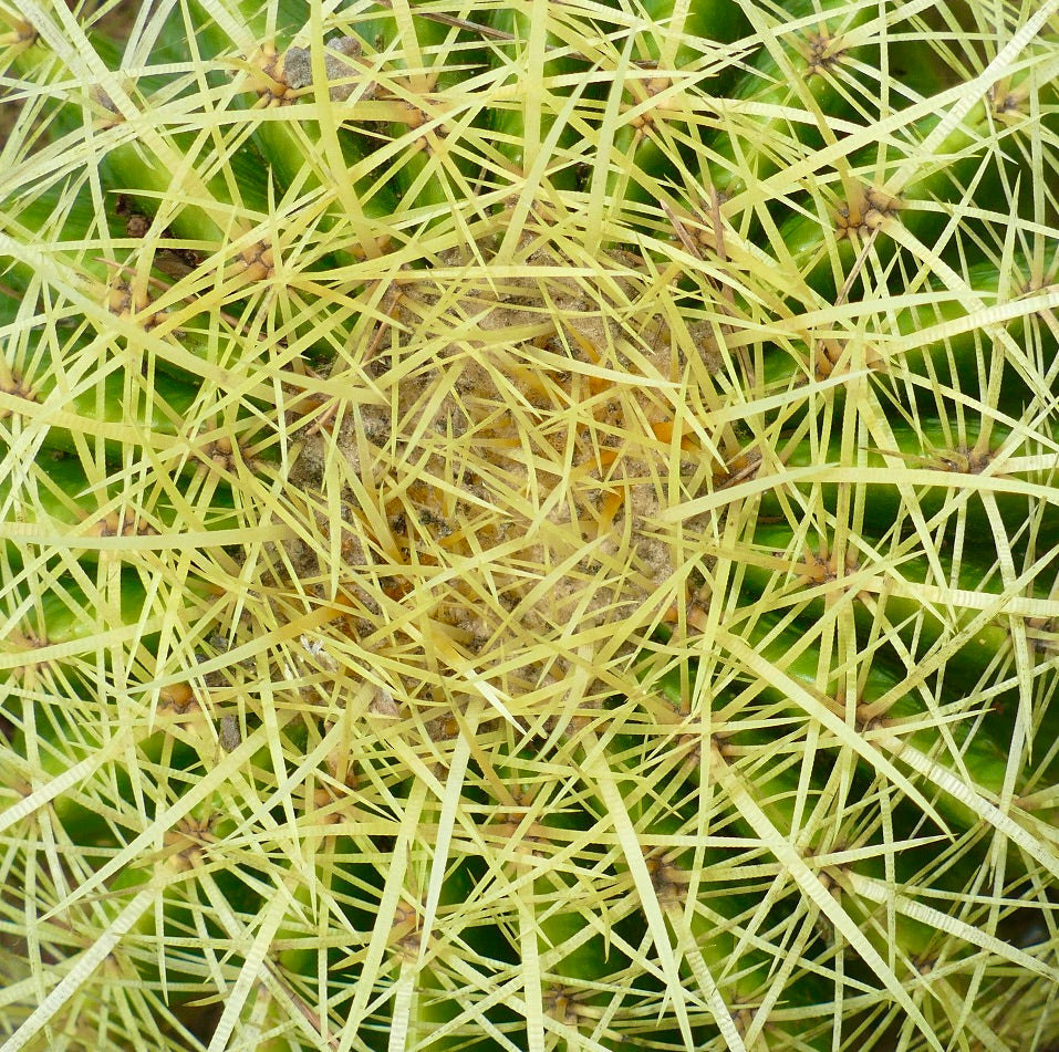 Echinocactus grusonii tette gule torner på rund grønn kaktus kropp nærbilde