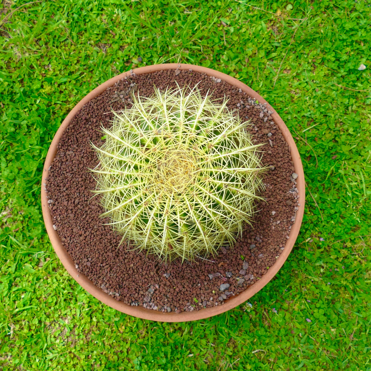 Echinocactus grusonii rund saftig kaktus med tette gule pigger i terrakottapotte
