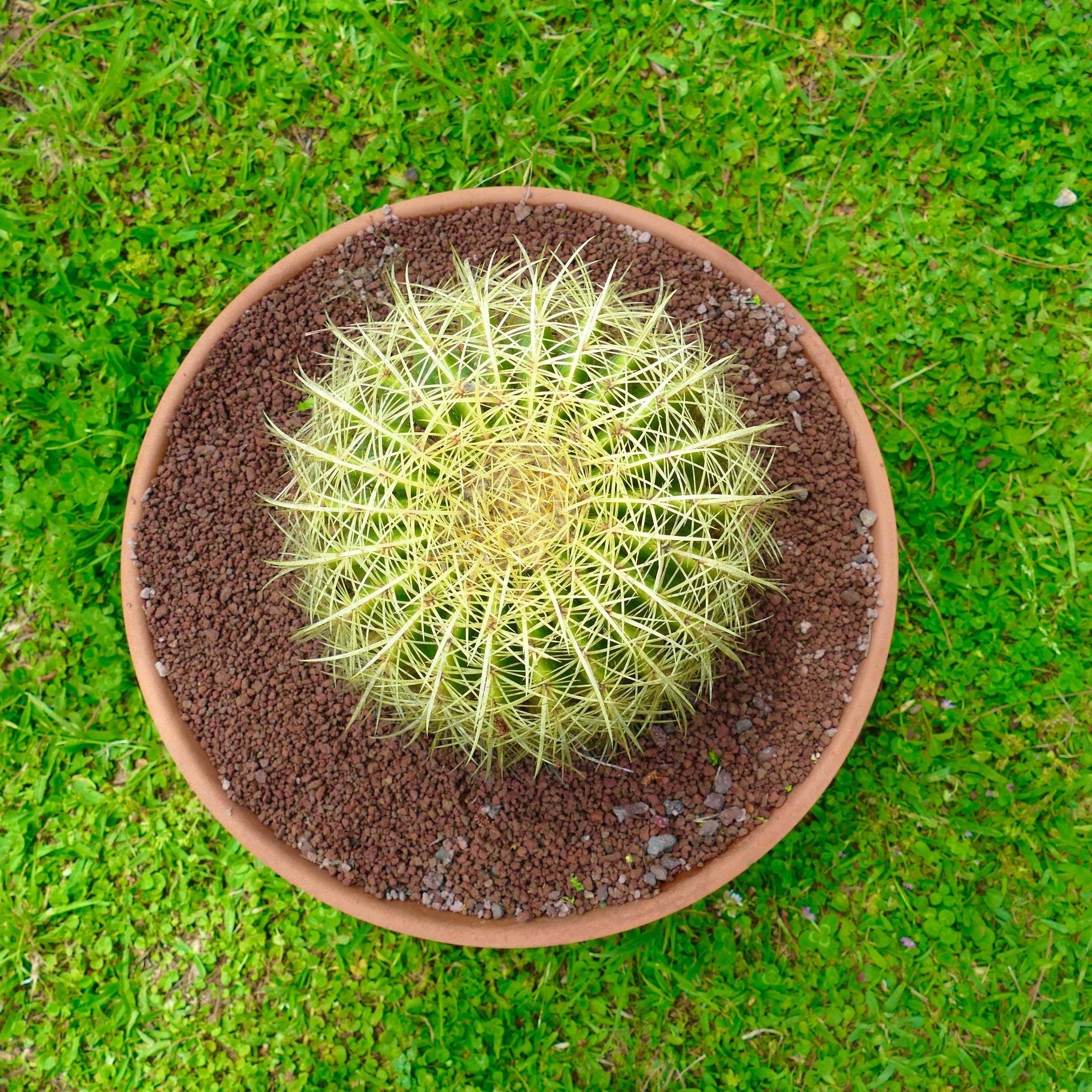 Echinocactus grusonii rund saftig kaktus med tette gule pigger i terrakottapotte