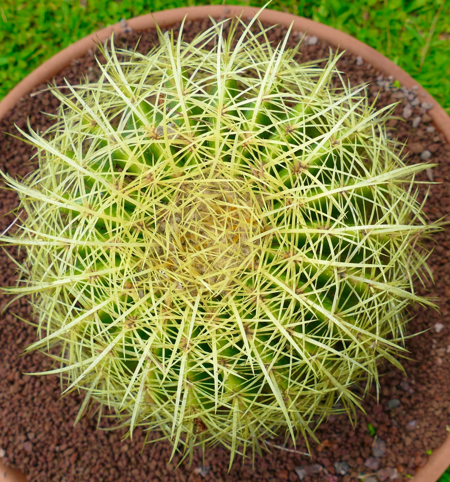 Echinocactus grusonii rund kaktus med tette gule pigger og grønn kropp i potte