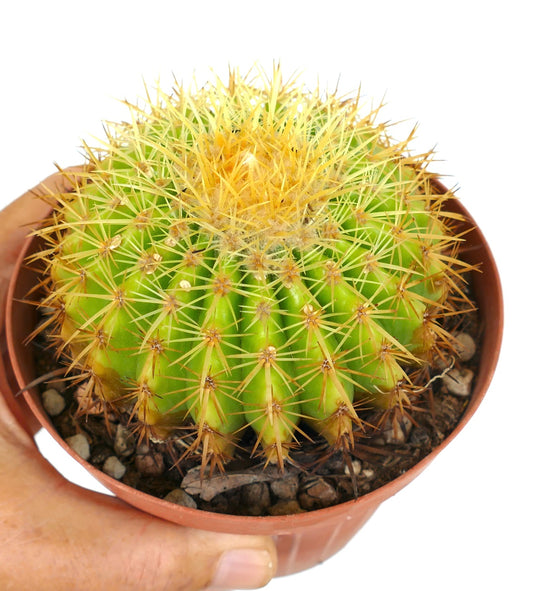 Echinocactus grusonii cv SETISPINUS x STRONG SPINES