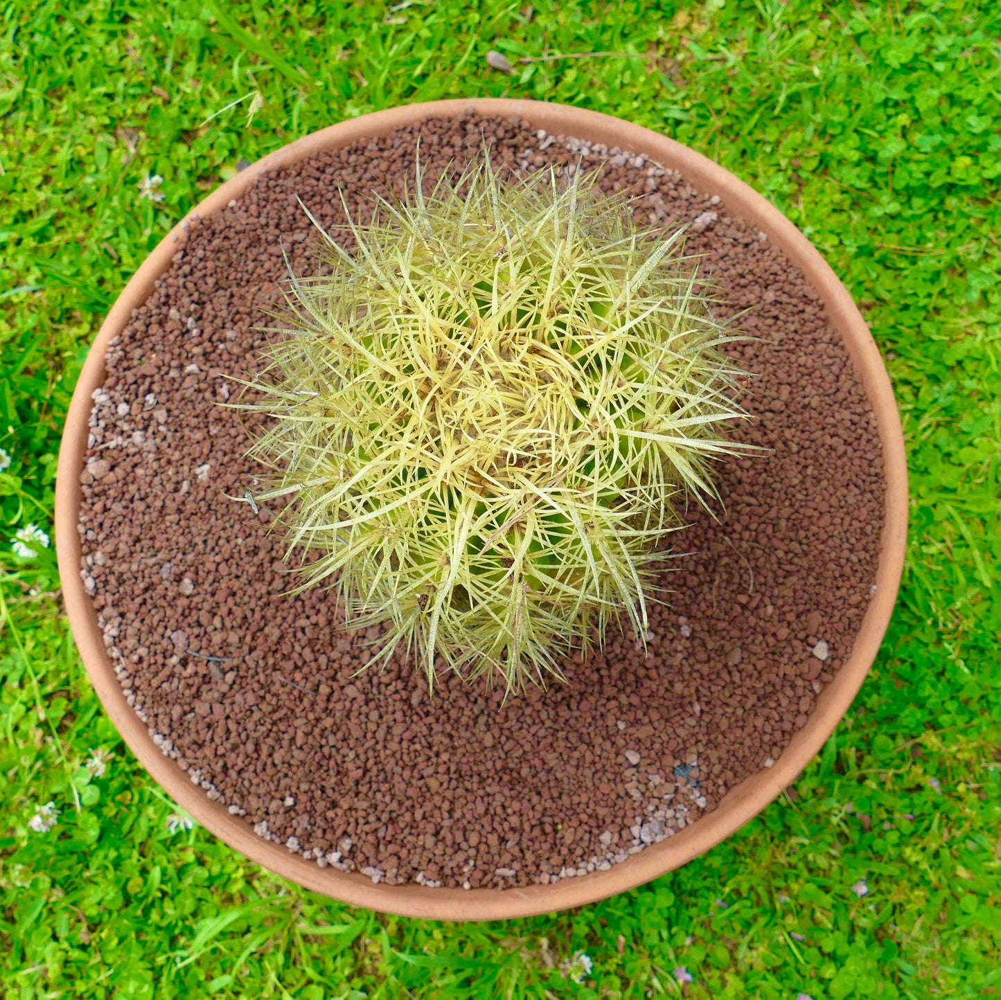 Echinocactus grusonii sukkulent kaktus med tette, sterke gule torner i terrakottapotte