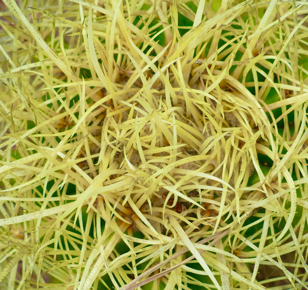 Echinocactus grusonii sukkulent kaktus med tette, sterke gule pigger og grønn kropp