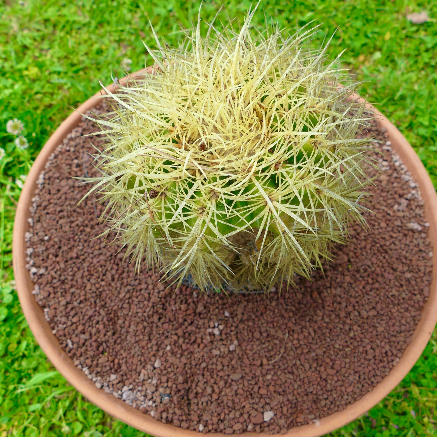 Echinocactus grusonii rund grønn kaktus med tette sterke gule torner i potte