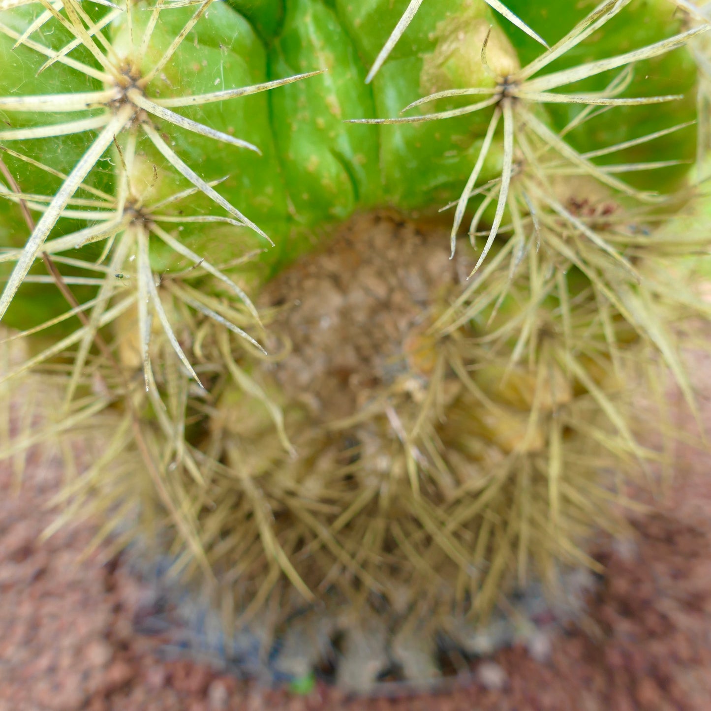 Echinocactus grusonii sukkulent kaktus med sterke gulaktige pigger og ribbet grønn kropp