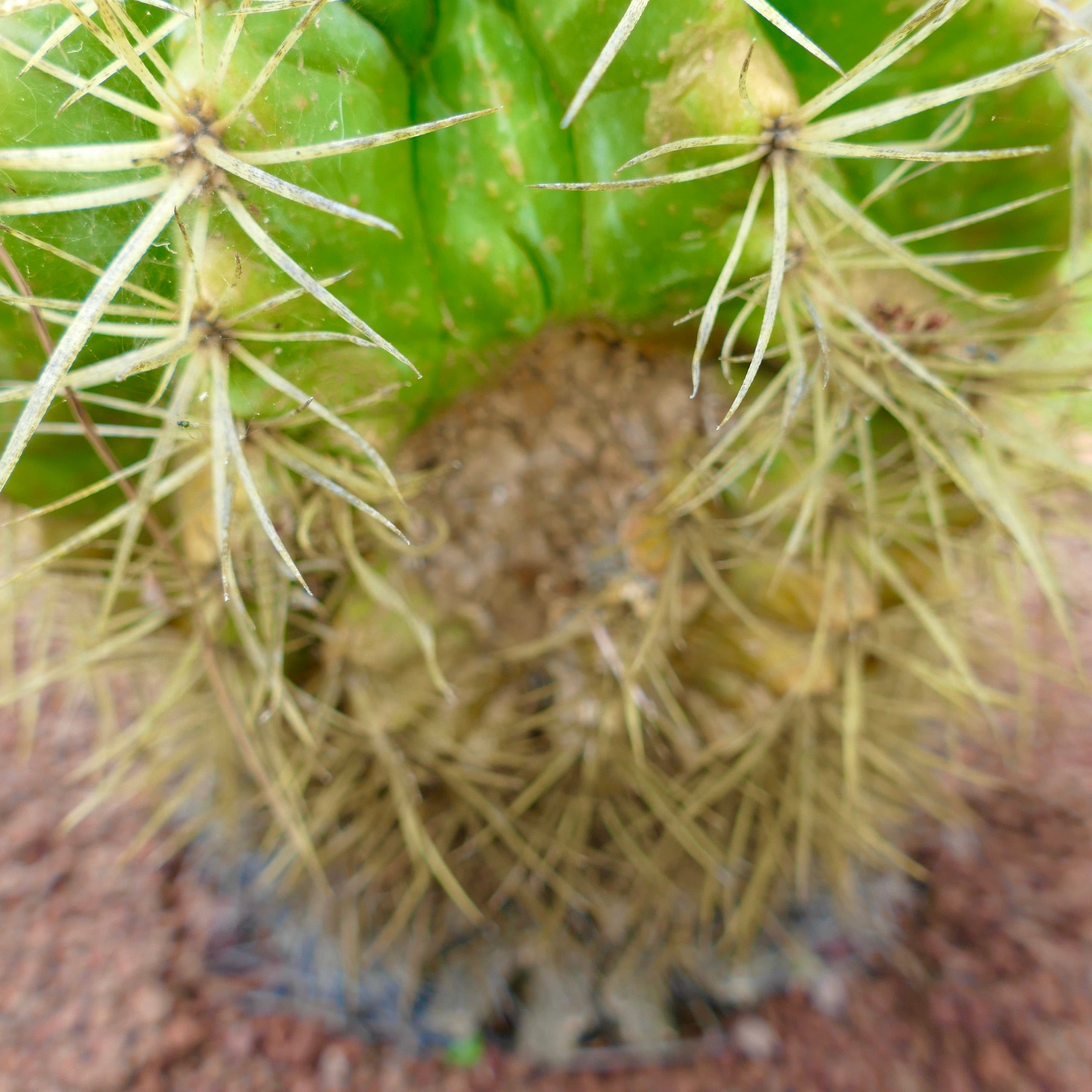 Echinocactus grusonii sukkulent kaktus med sterke gulaktige pigger og ribbet grønn kropp