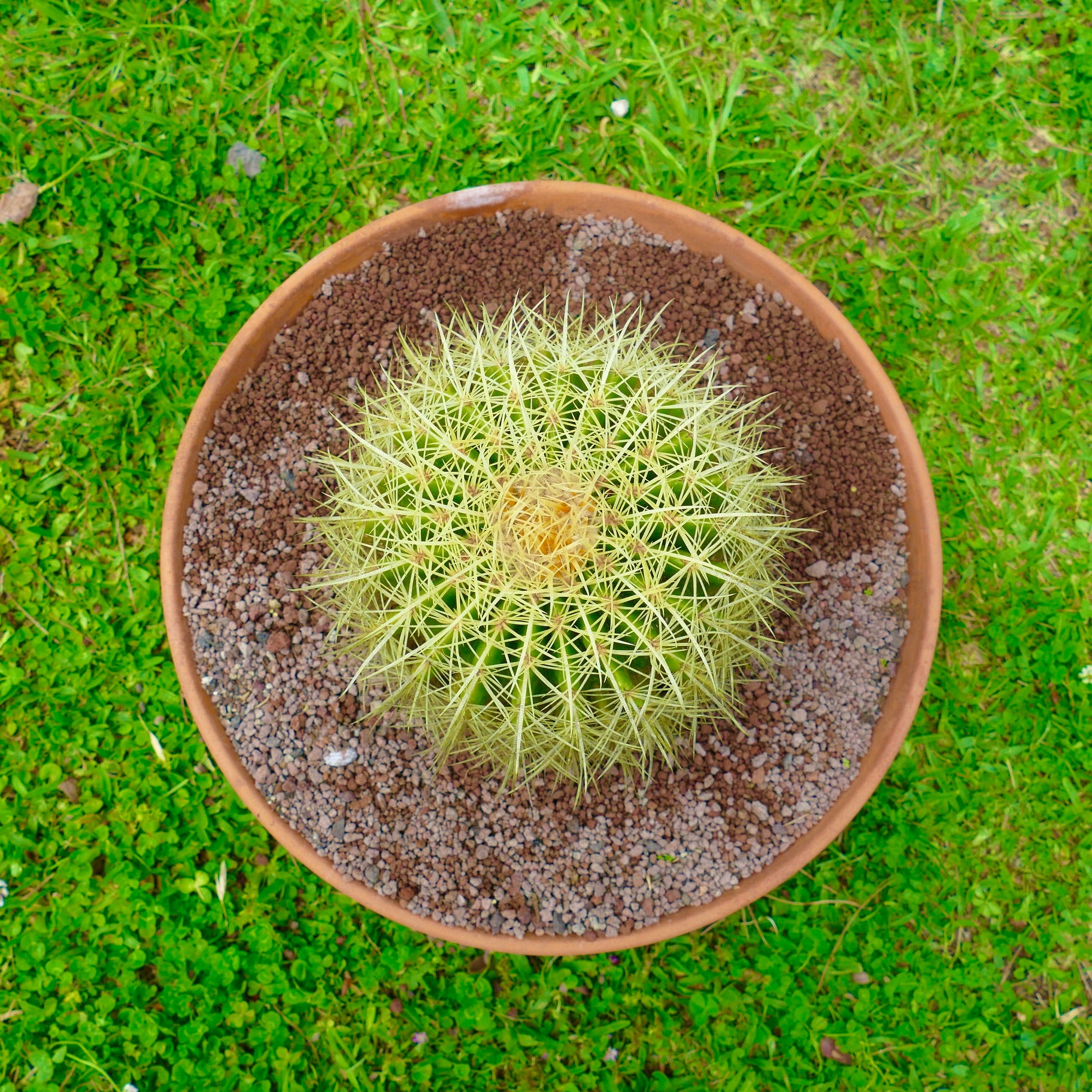 エキノカクタス・グルソニー 丸い多肉質のサボテン、鉢植えで密集した強い黄色い棘付き