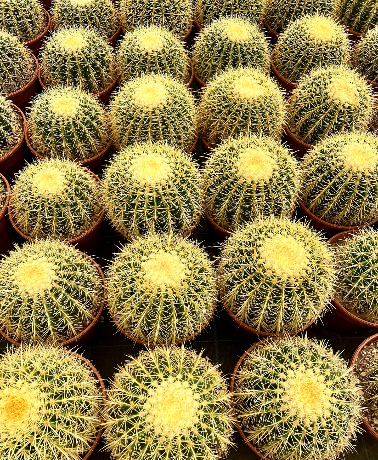 Reihen von Echinocactus grusonii, auch bekannt als Goldkugelkaktus, in Terrakottatöpfen, die ihre runden grünen Körper zeigen, bedeckt mit dichten goldgelben Dornen.
