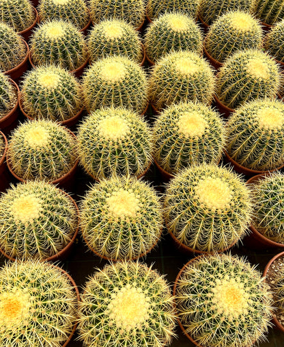 Reihen von Echinocactus grusonii, auch bekannt als Goldkugelkaktus, in Terrakottatöpfen, die ihre runden grünen Körper zeigen, bedeckt mit dichten goldgelben Dornen.