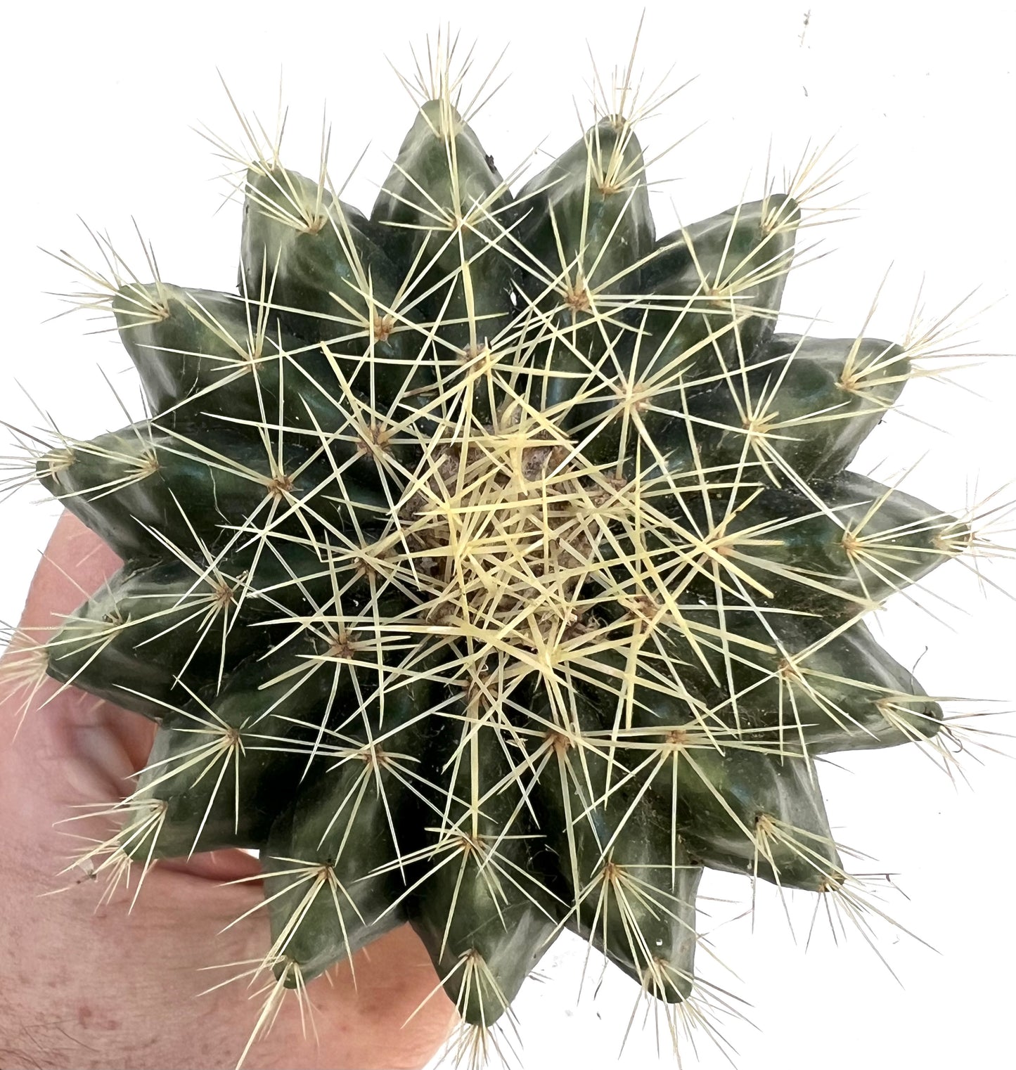 Echinocactus grusonii cv setispinus 10-20cm