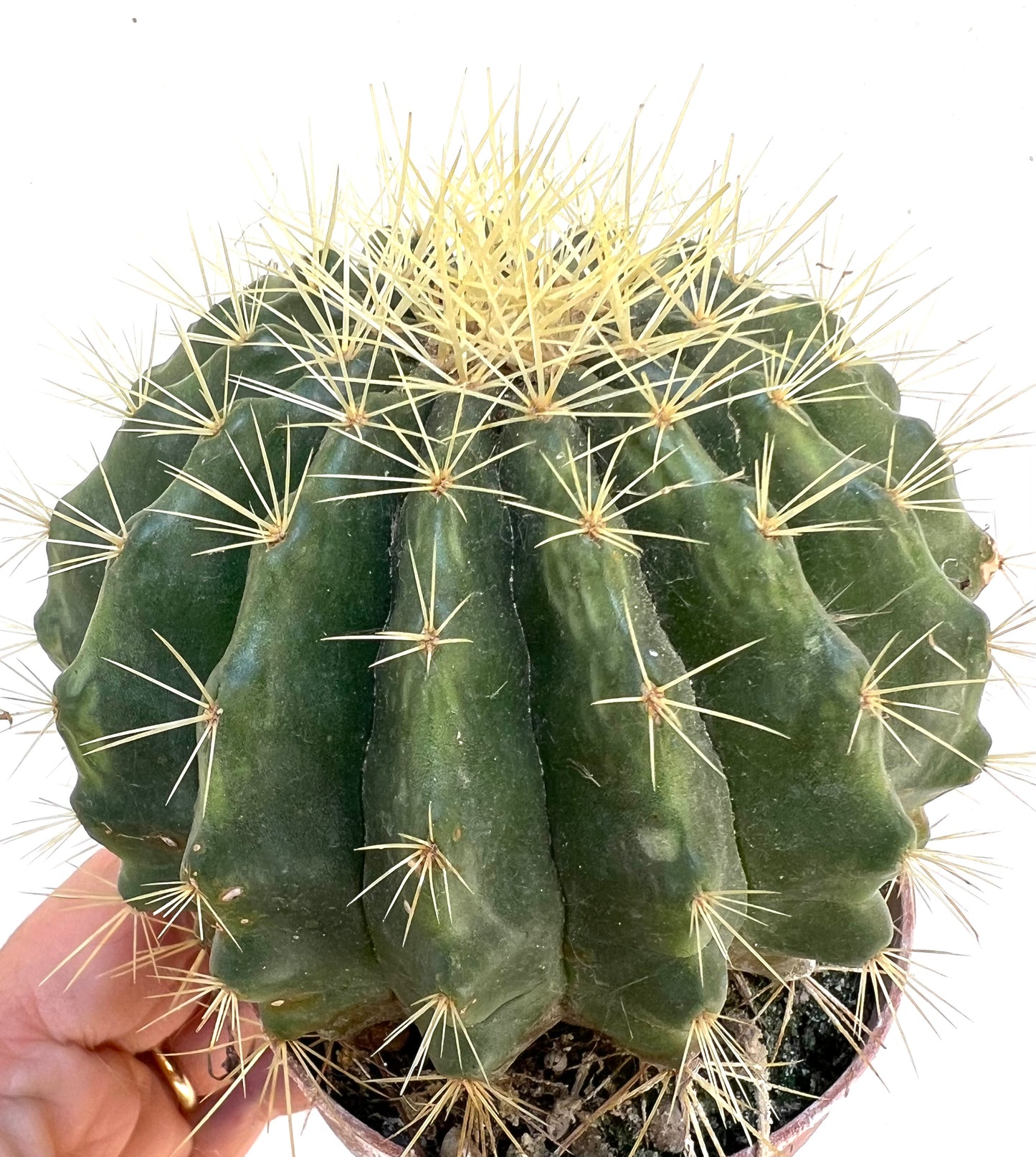 Echinocactus grusonii cv setispinus 10-20cm