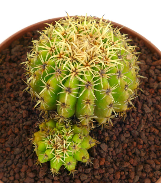 Echinocactus grusonii form brevispinus