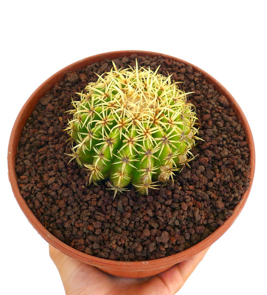 Echinocactus grusonii form brevispinus