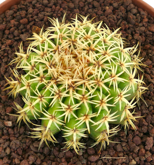 Echinocactus grusonii form brevispinus