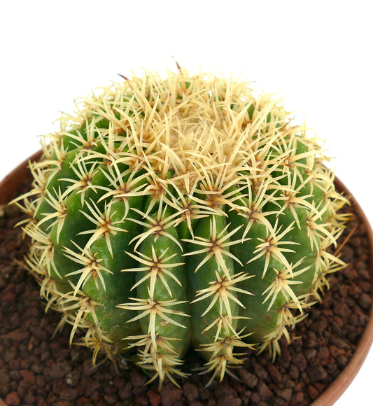 Echinocactus grusonii form brevispinus