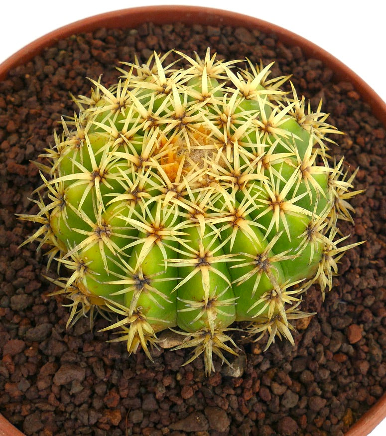 Echinocactus grusonii form brevispinus