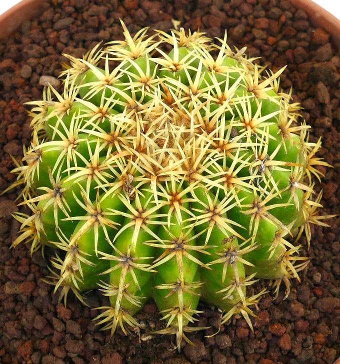 Echinocactus grusonii form brevispinus