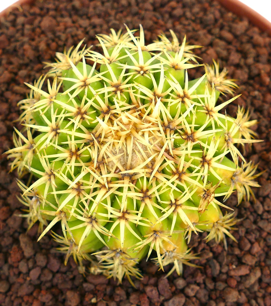 Echinocactus grusonii form brevispinus