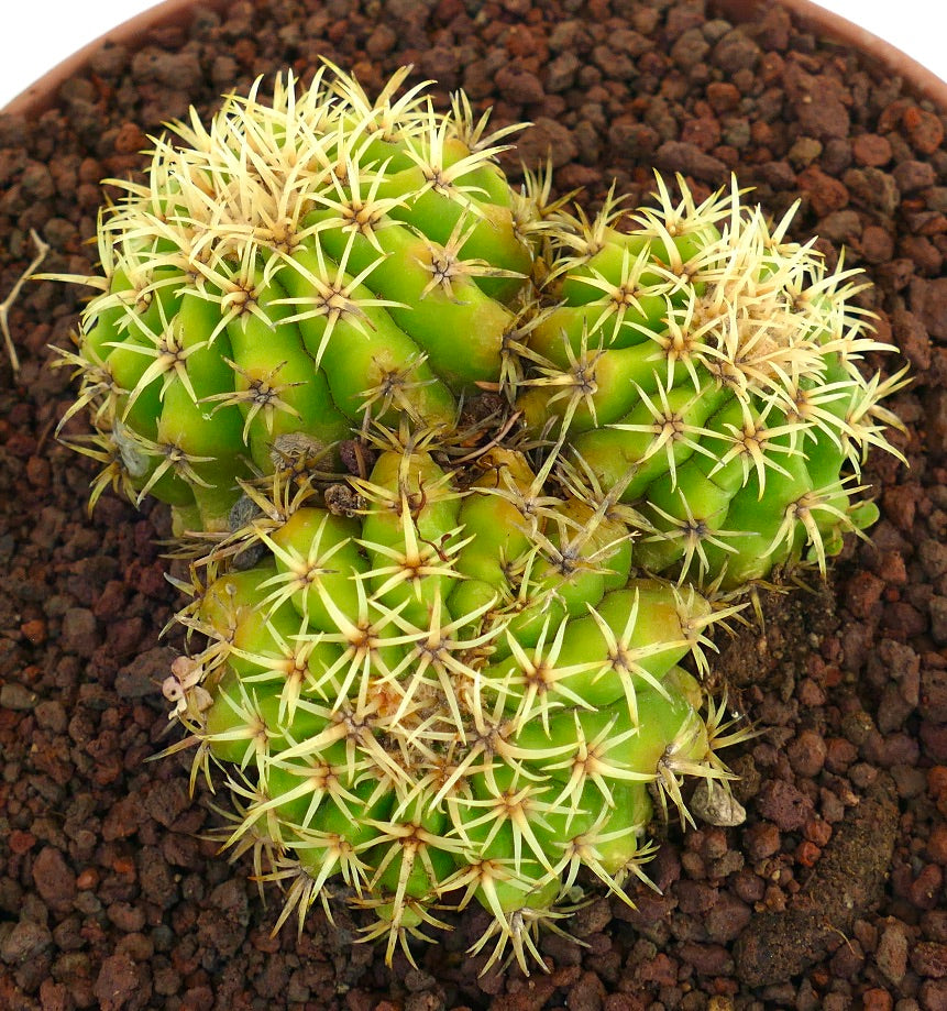 Echinocactus grusonii form brevispinus 3 HEADS