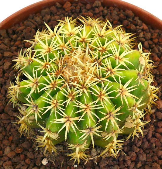 Echinocactus grusonii form brevispinus