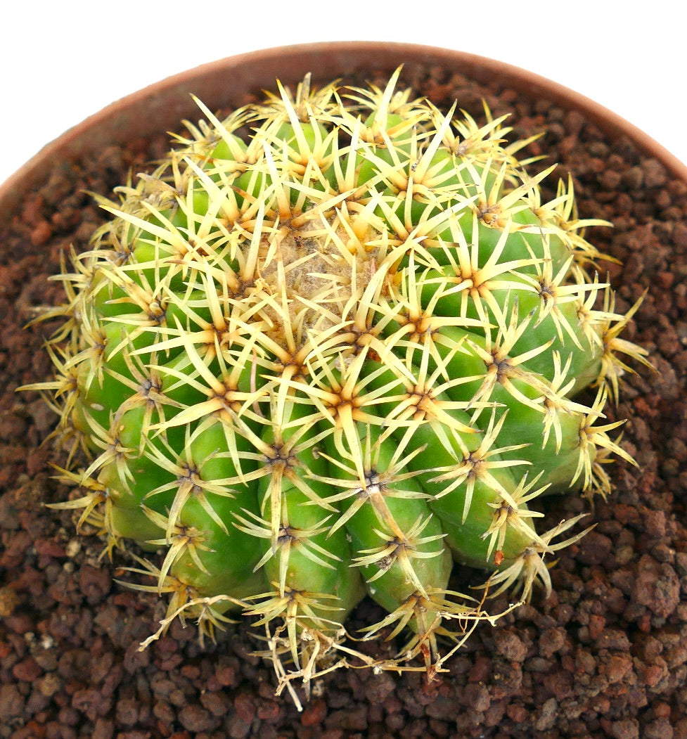 Echinocactus grusonii form brevispinus