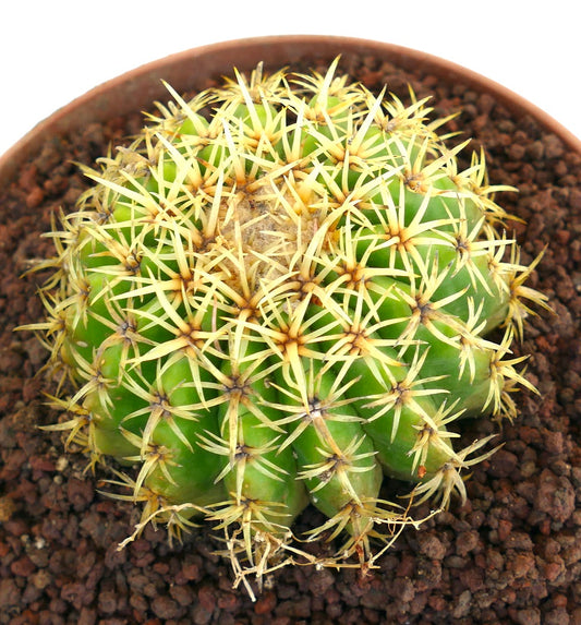 Echinocactus grusonii form brevispinus