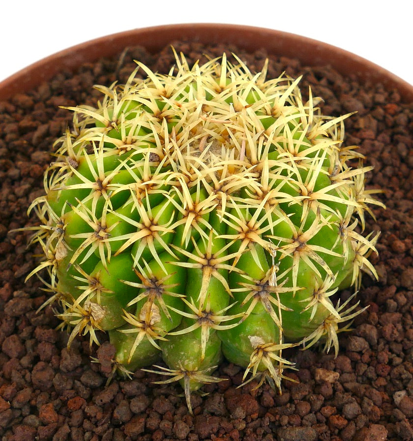 Echinocactus grusonii form brevispinus